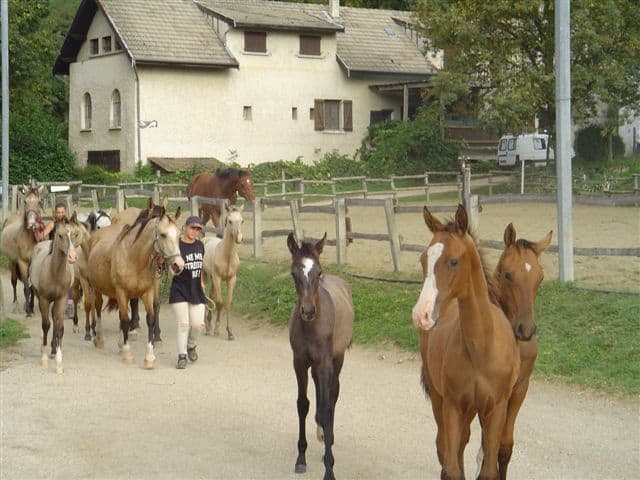 Centre-Equestre-du-Moulin